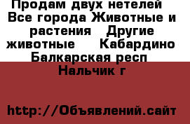 Продам двух нетелей - Все города Животные и растения » Другие животные   . Кабардино-Балкарская респ.,Нальчик г.